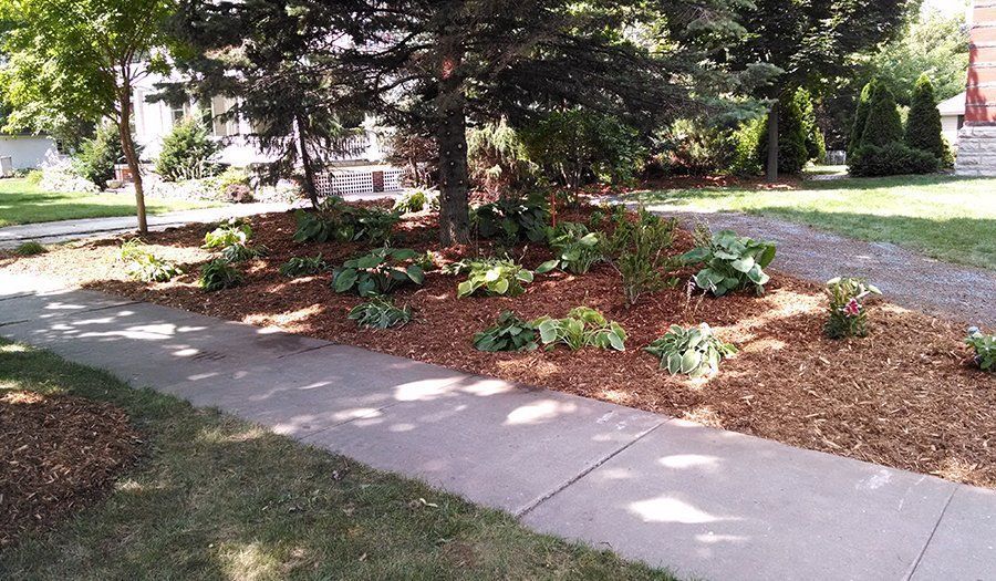 A landscaped garden bed with wood chips, hostas, and trees, next to a sidewalk.