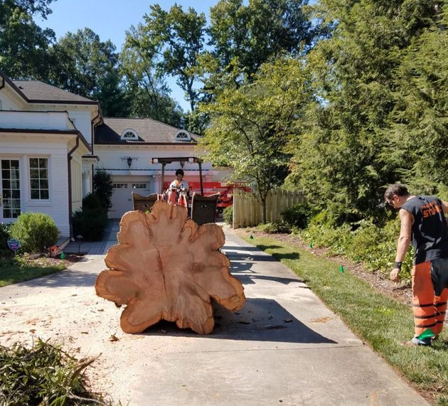 Workers moving a large cut tree stump down a driveway beside a house and trees.