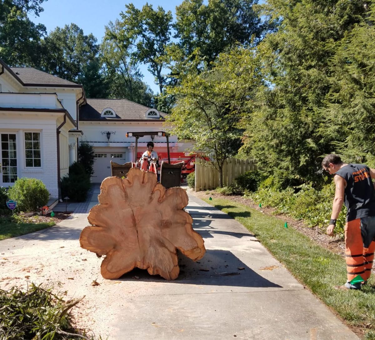 Large tree trunk slab being rolled down a driveway by workers near a house and woods.
