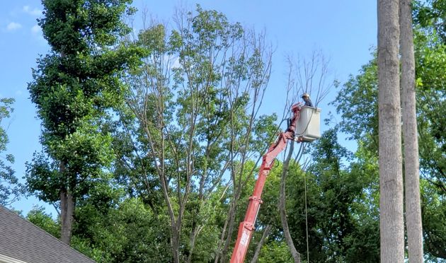 Tree worker in a red boom lift trimming tall trees against a blue sky.