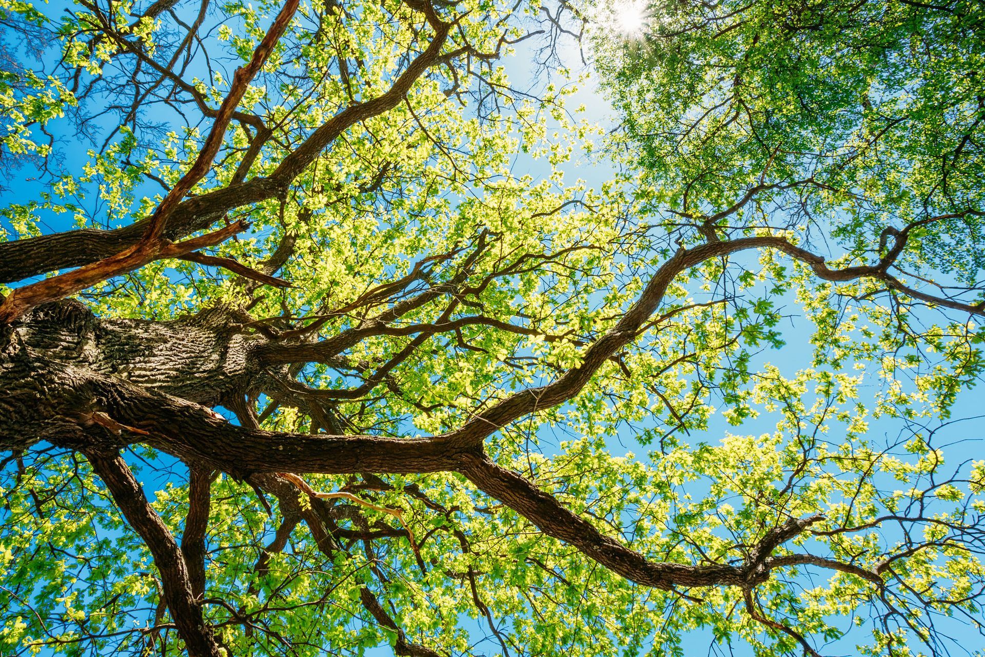 Sunlit tree branches with green leaves against a bright blue sky.