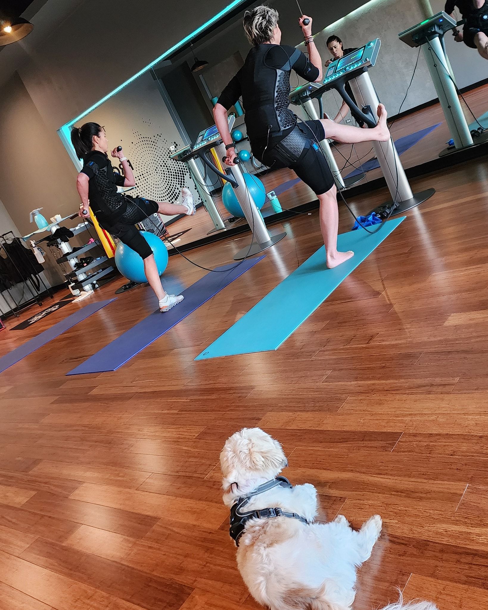 People doing yoga on mats in a studio, with a small white dog in the foreground.