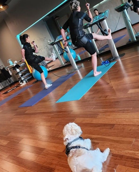 Two people doing yoga on mats in a studio, with a small white dog sitting on the wooden floor.