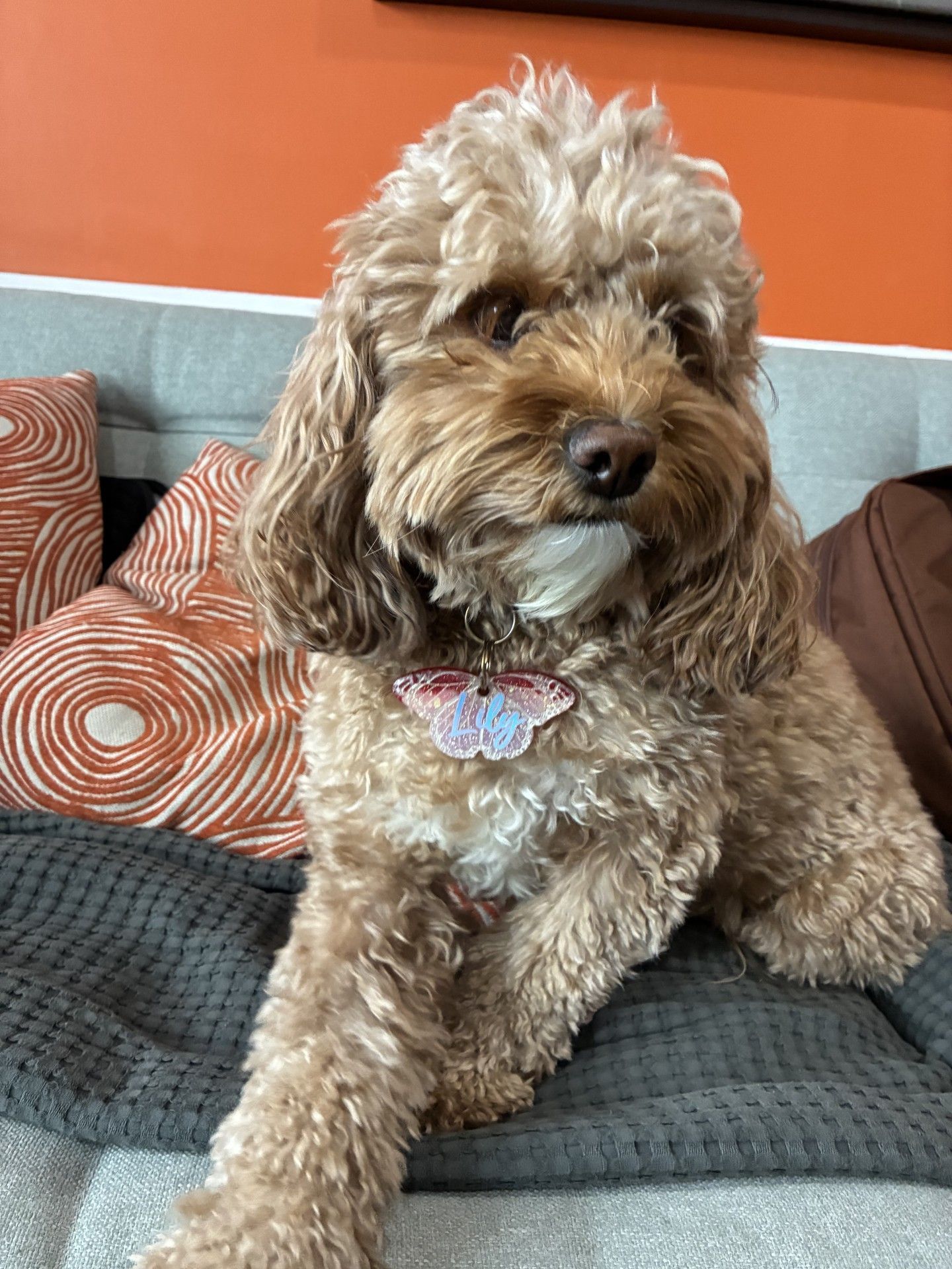 A light brown, curly-haired doodle dog sits on a grey couch, holding a small object in its mouth with a butterfly tag.