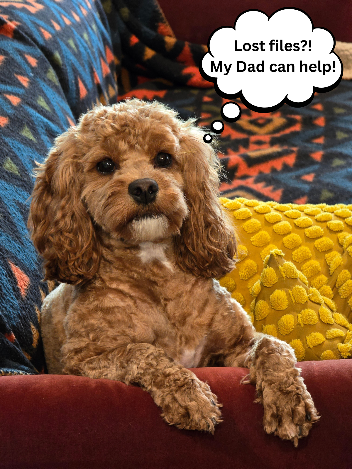 A curly-haired, light-brown dog rests on a couch with a speech bubble that says,