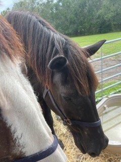close up of two horses
