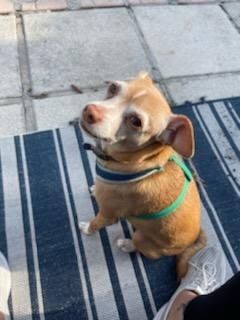 Brown and white dog with green collar