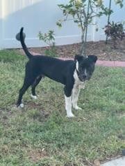 Black and white dog on grass
