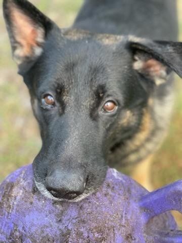 Black dog with purple toy ball