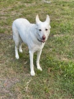 White dog standing on grass