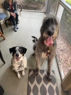 Big furry dog with dalmatian sitting on floor