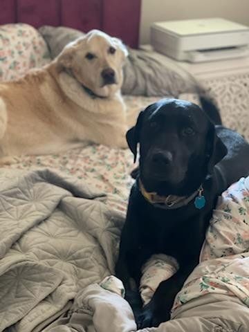 Brown and black dog on bed