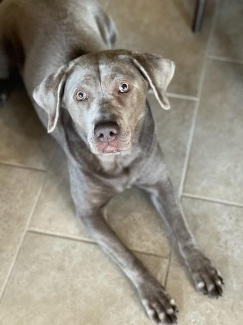 Dark brown dog looking up