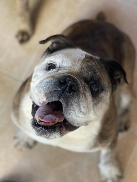 Pug sitting and looking up