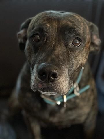 Tri colored dog sitting