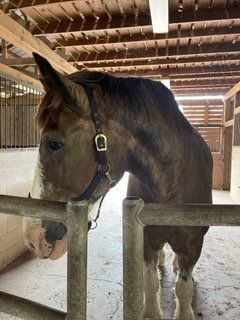 horse at the stable
