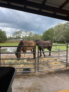 two horses outside the shed
