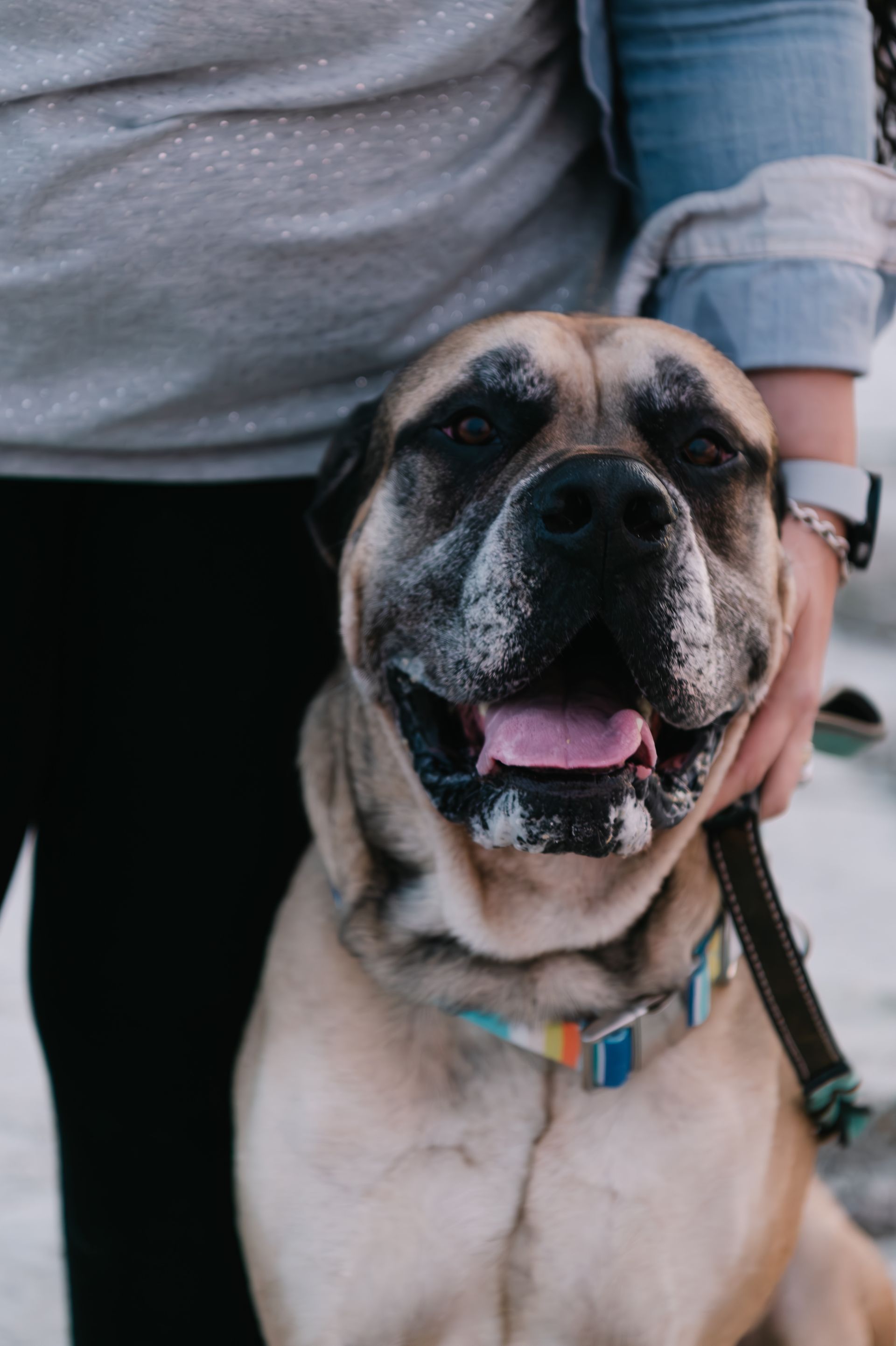 A close up of a person holding a dog on a leash.