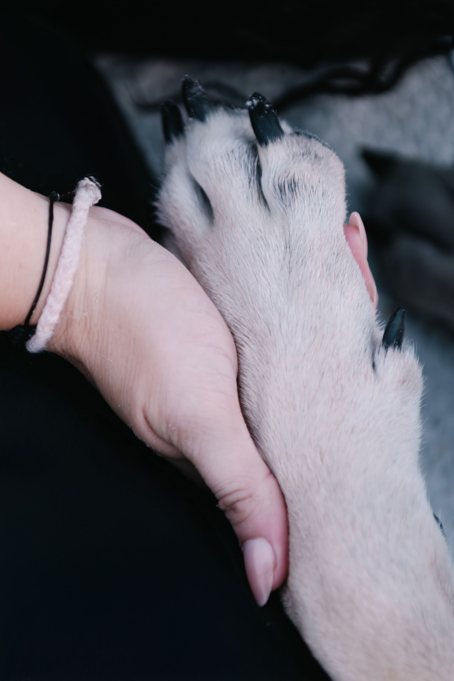 A person is holding a dog 's paw in their hand.