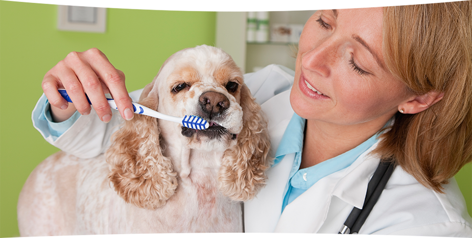 Doctor Brushing the Dog