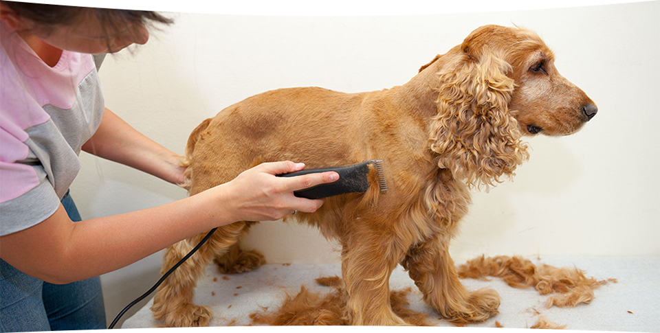 Doctor Grooming the Dog