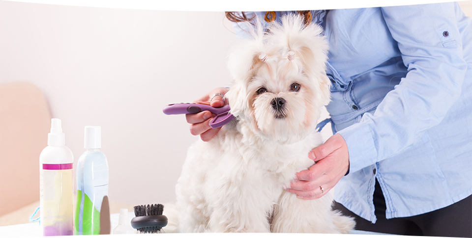 Doctor Grooming the Dog