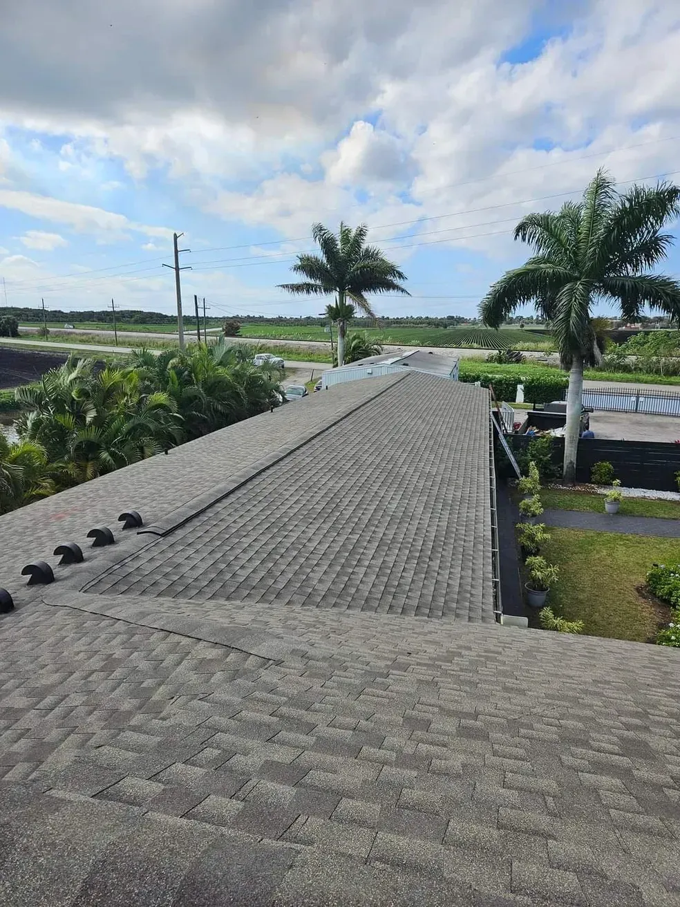A roof with a lot of birds on it and palm trees in the background.