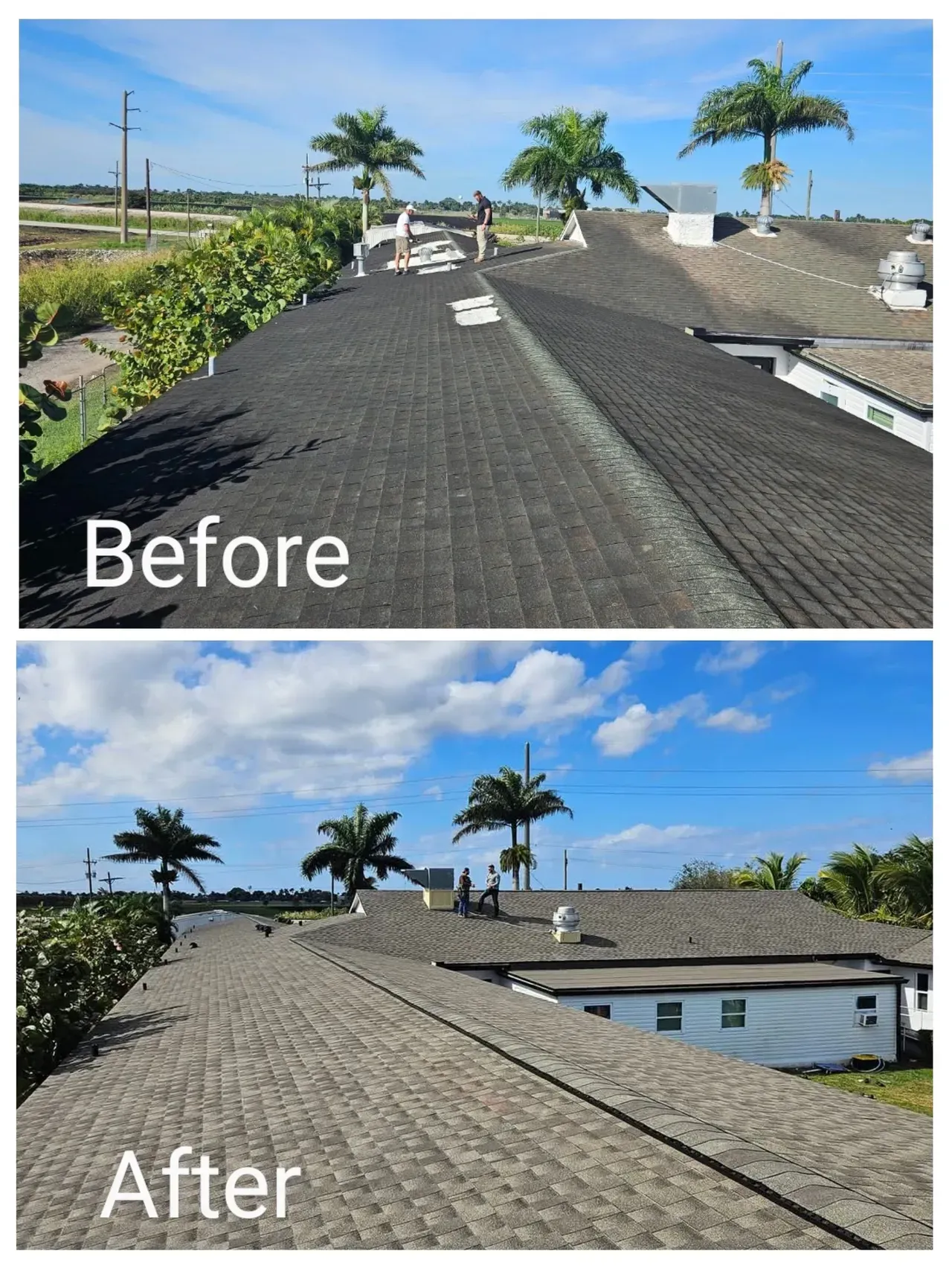 A before and after picture of a roof with palm trees