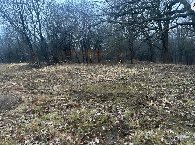 Field covered in leaves, with bare trees against a cloudy sky.