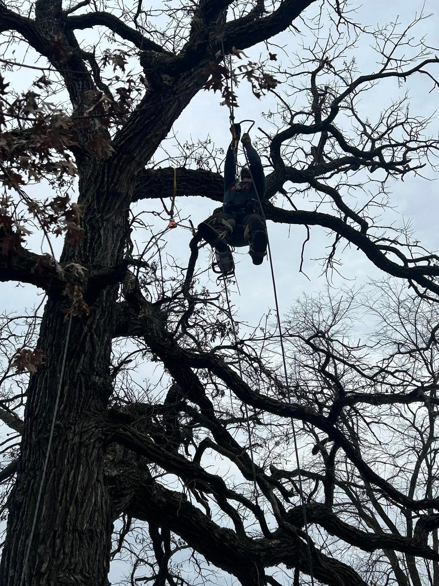 Person climbing a tall tree with ropes. Sky is visible through the branches.