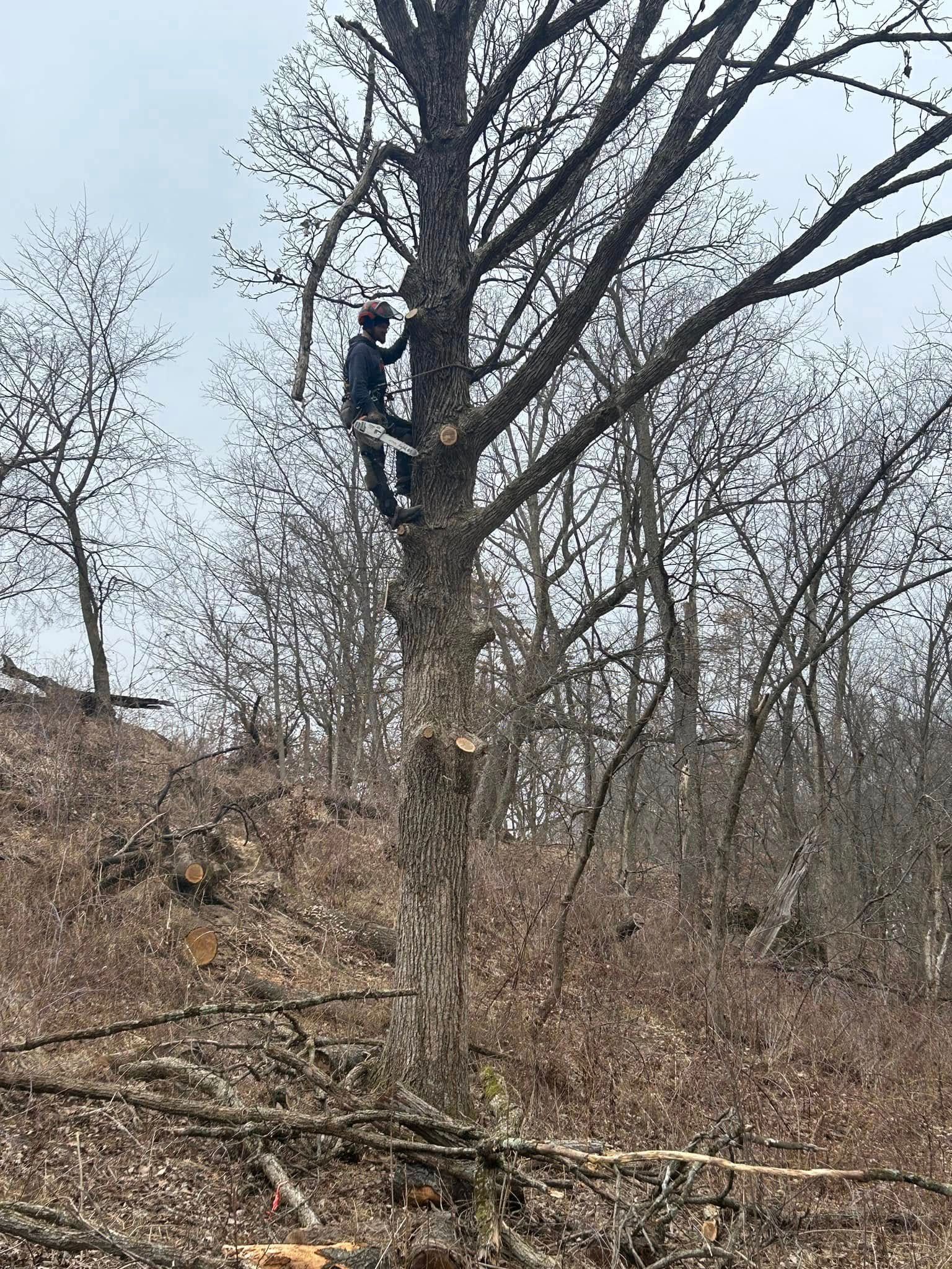 A person climbs a bare tree in a forest, preparing to prune it.