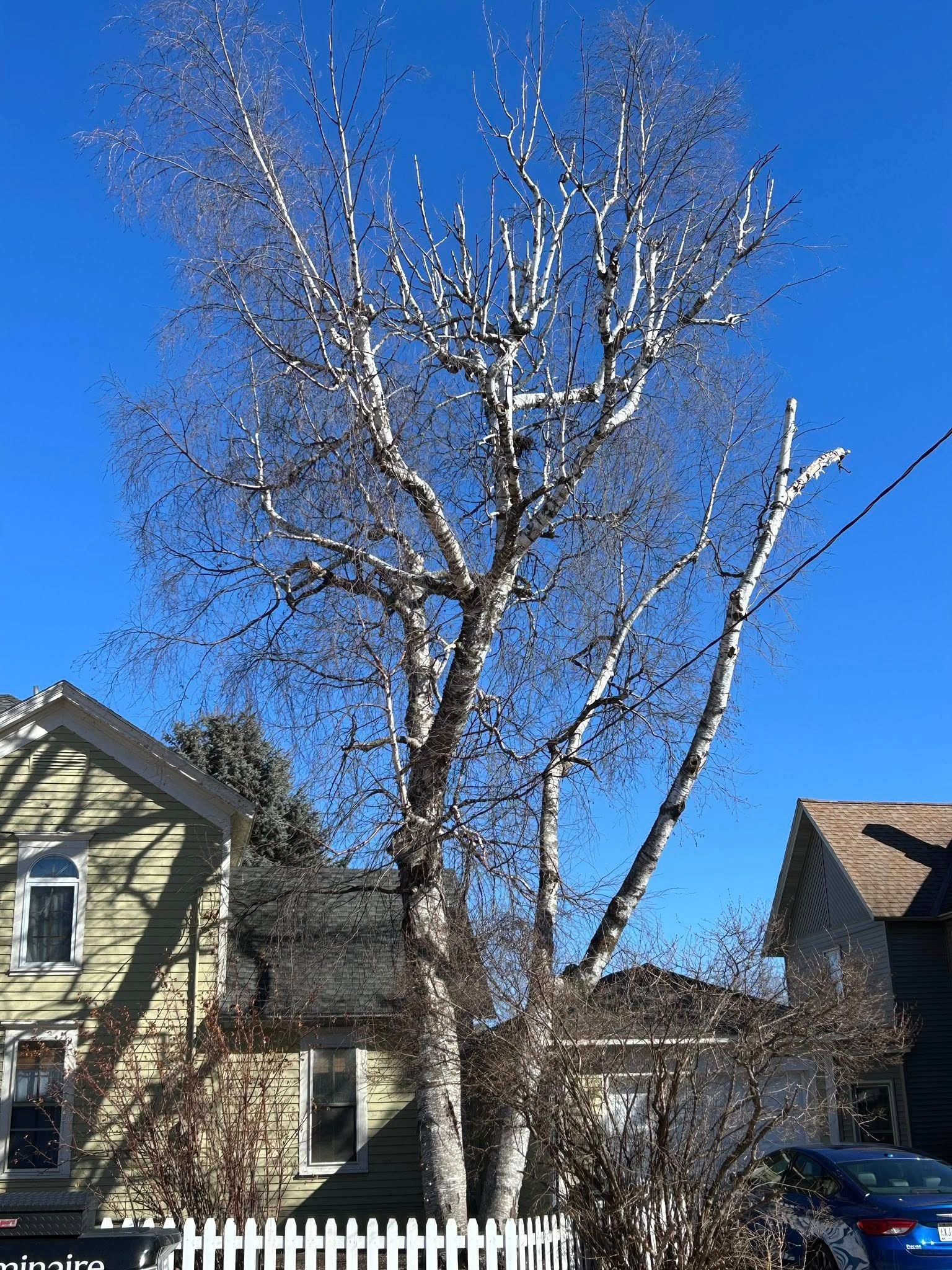 A tall birch tree with white bark stands in front of houses on a sunny day.
