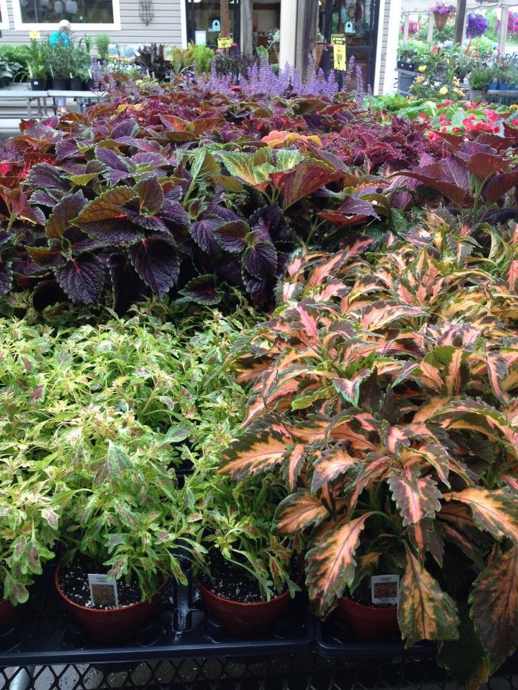 Coleus