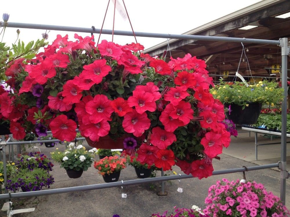 hanging-baskets-4