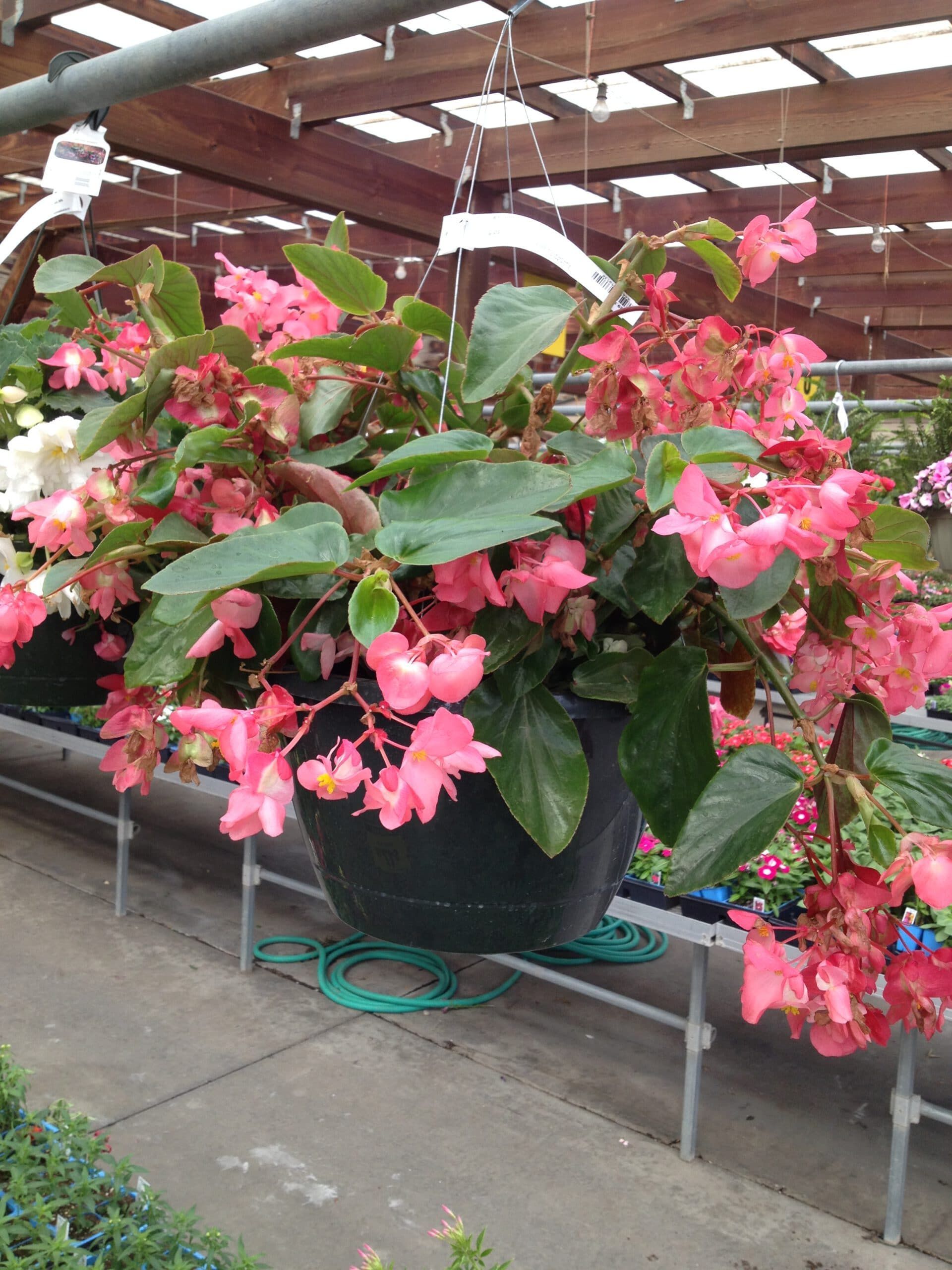 Hanging-Begonia