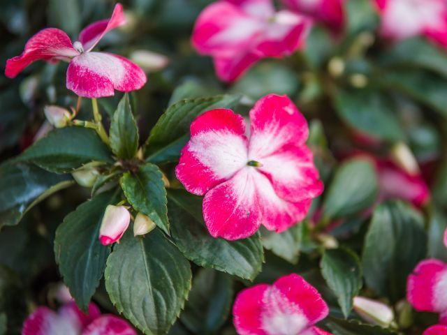 Impatiens