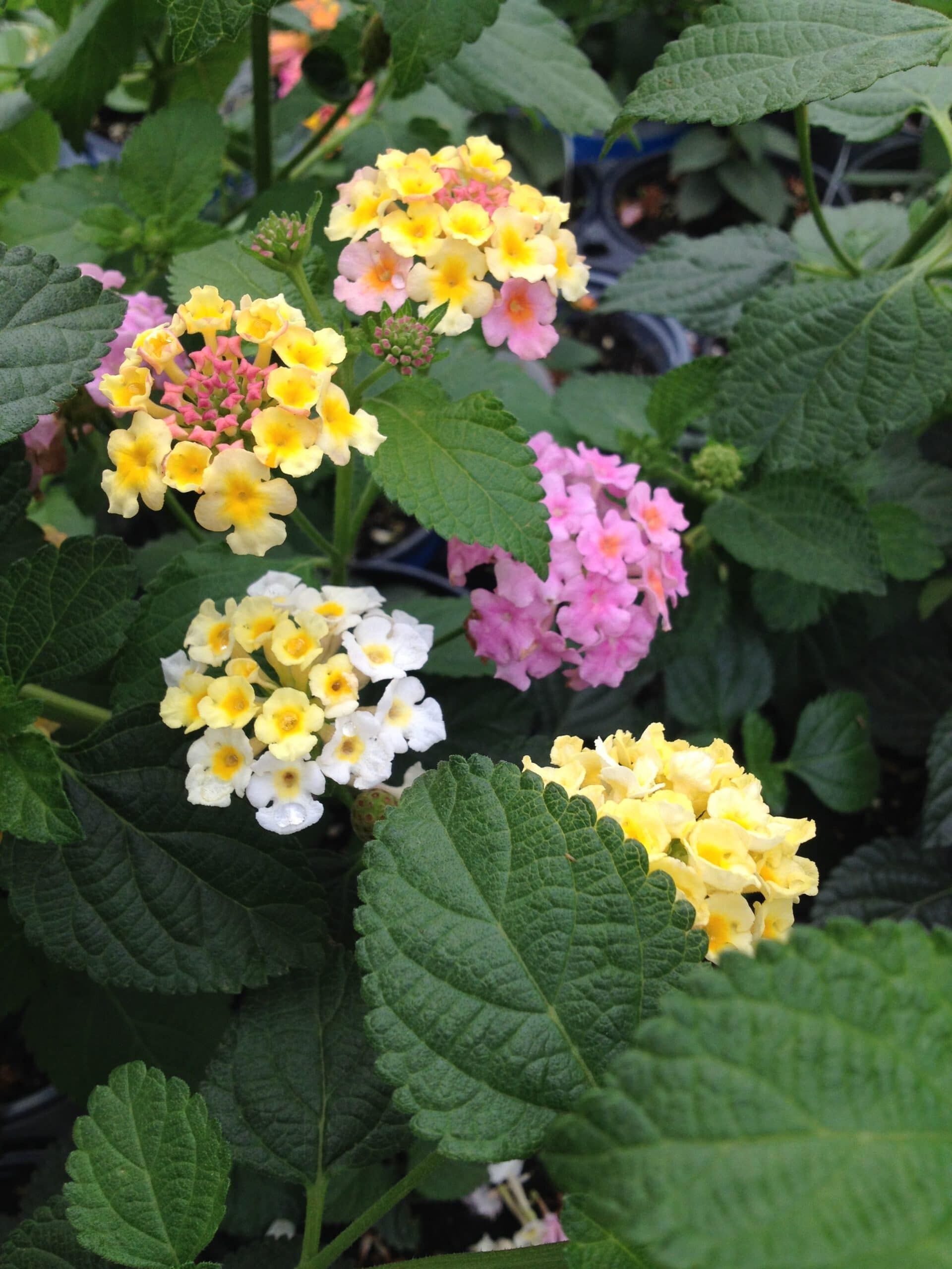 Lantana