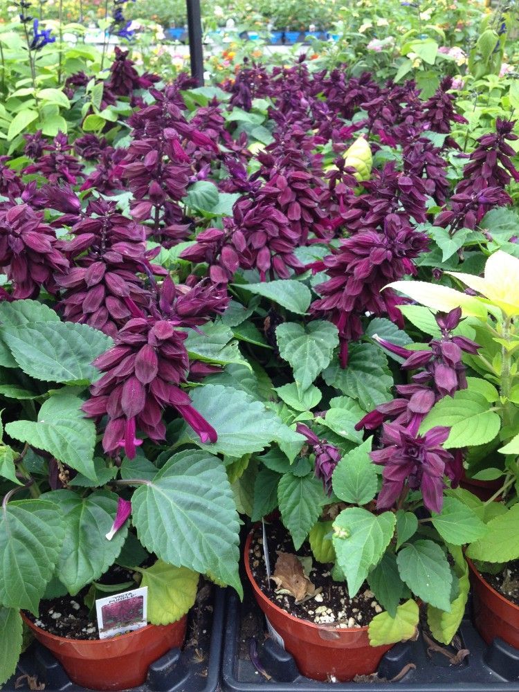 Purple-Salvia