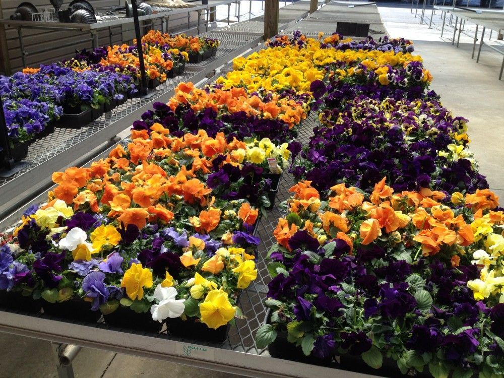 Pansies-by-the-cell-pack-or-flat