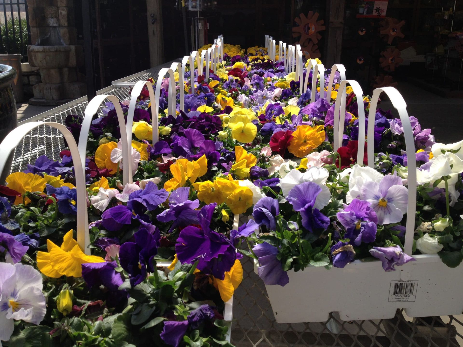 Spring-time-Pansy-baskets