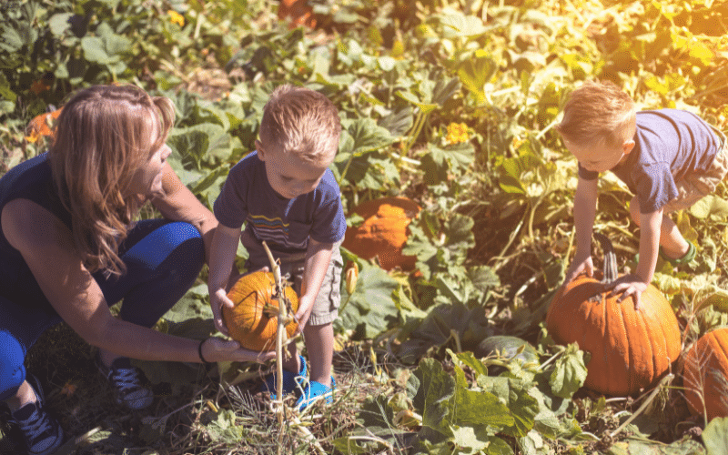 Woman and two children picking pumpkins in a sunlit pumpkin patch.