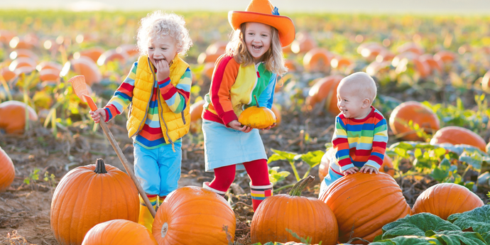 Pumpkin patch with pumpkins, a wooden shed, and people in the background under a blue sky.