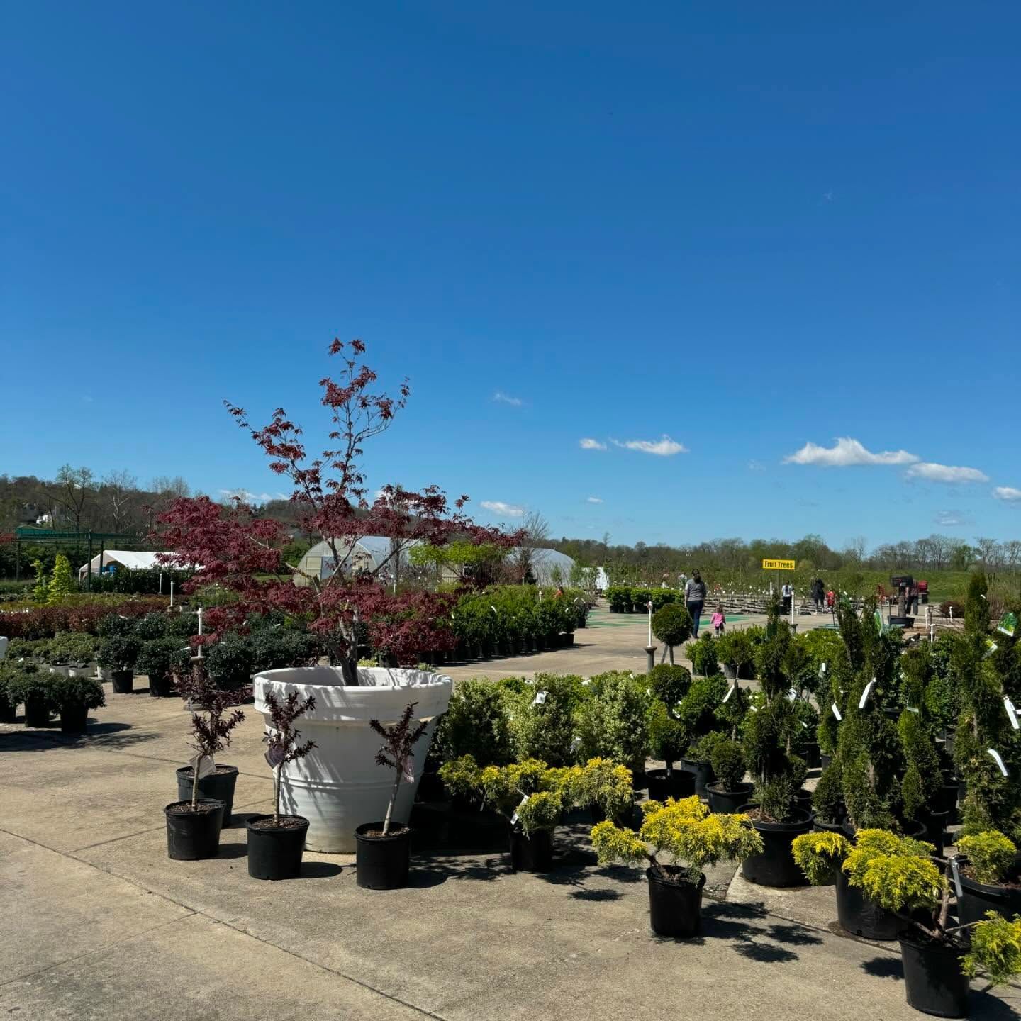 A plant nursery on a sunny day with various plants in pots under a bright blue sky.