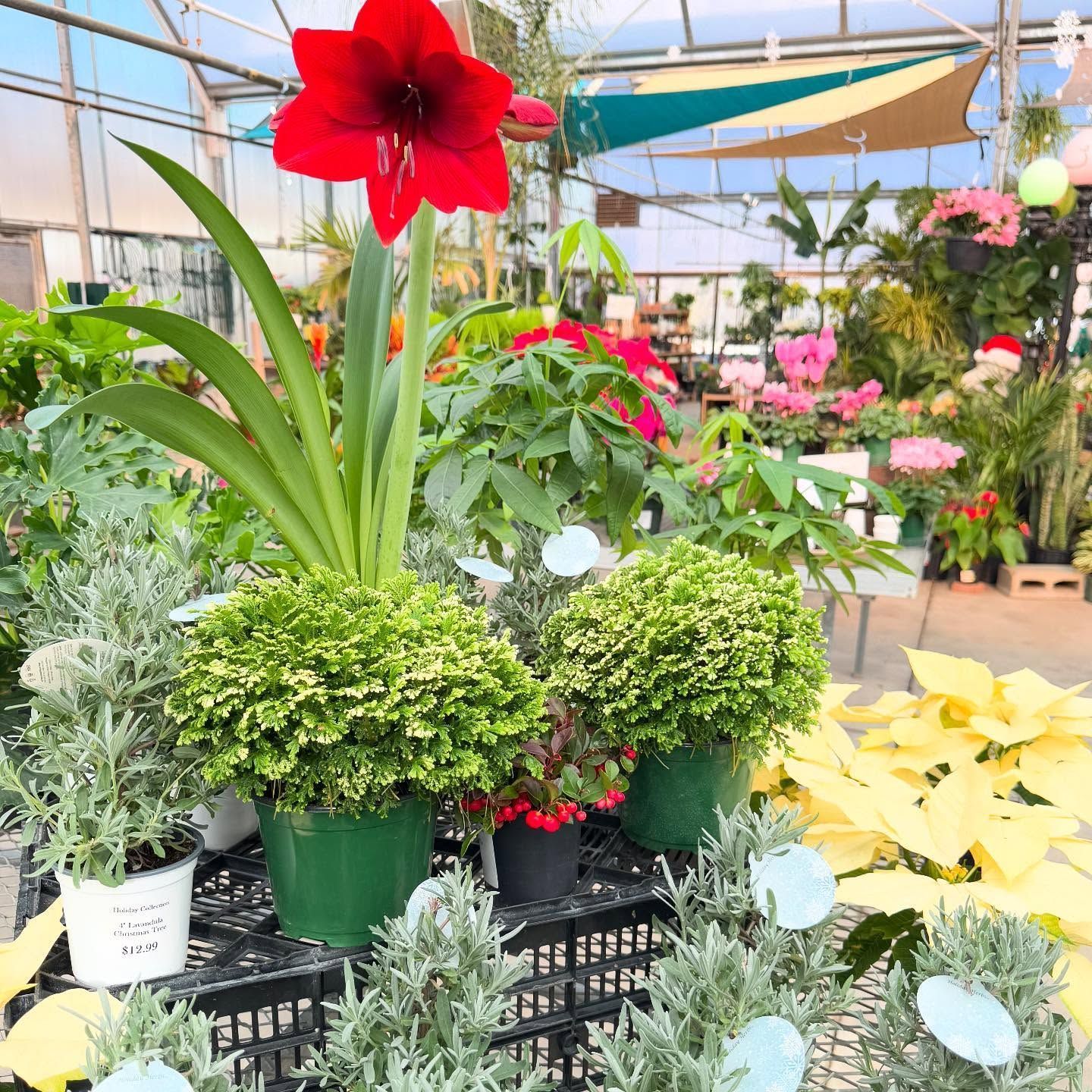 Greenhouse with red amaryllis and other plants, including lavender and poinsettias.