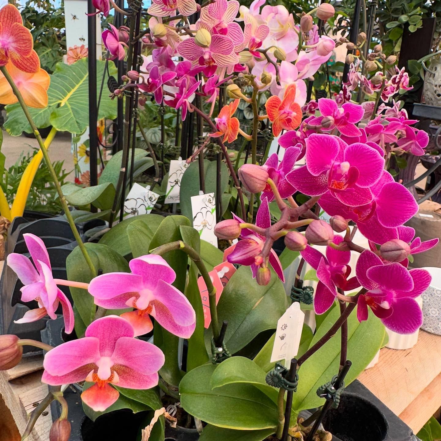 Brightly colored orchids in pinks and oranges, grouped together, close up.