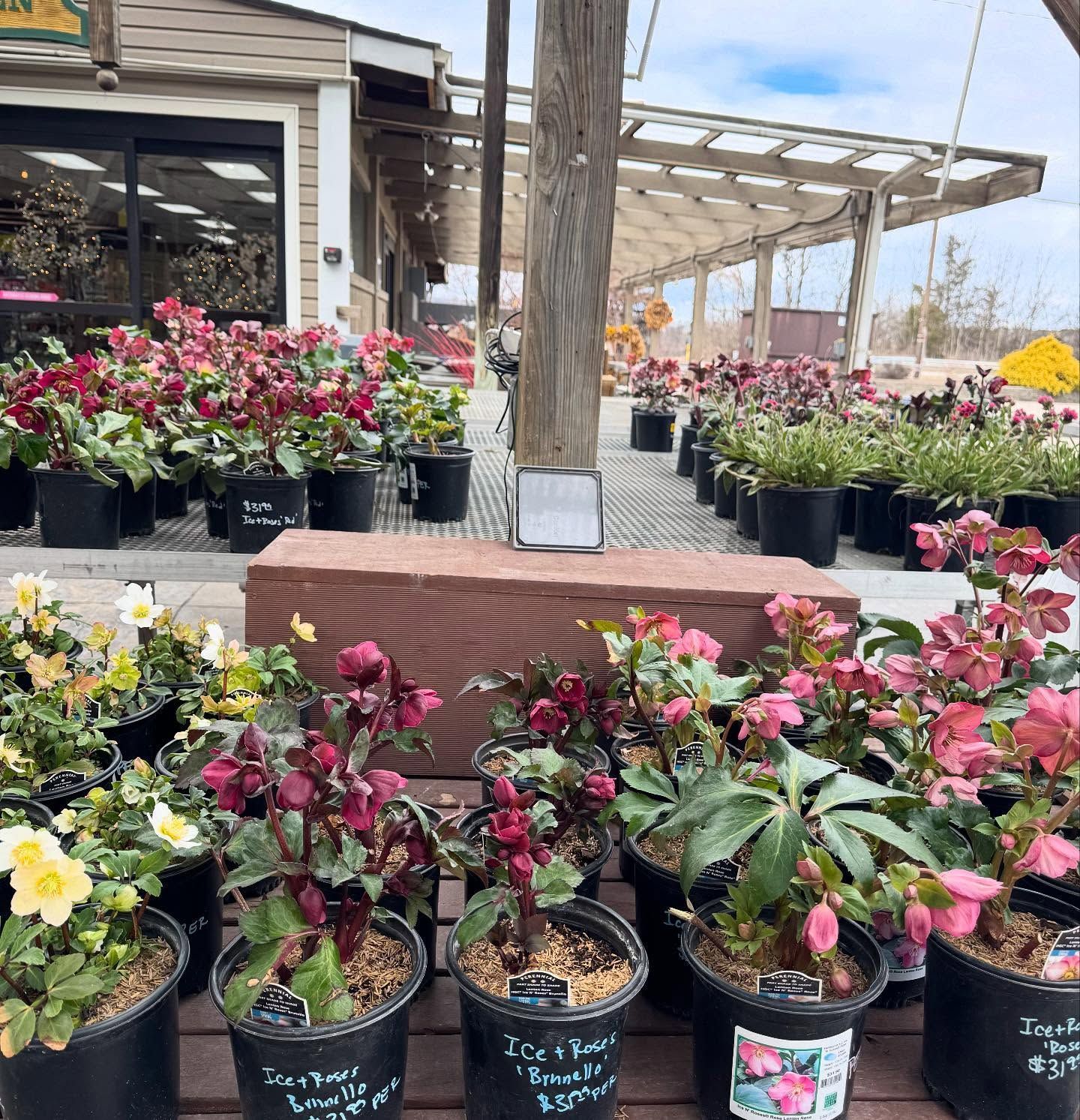 Rows of potted flowers with pink and maroon blooms at a plant nursery, under a pergola.