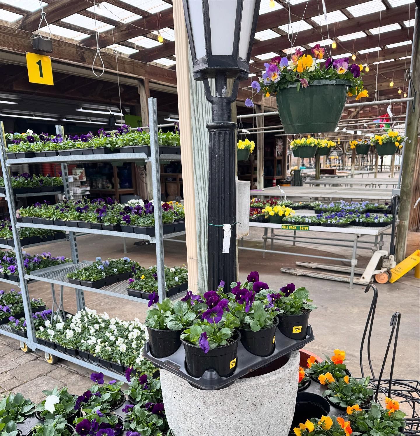 Potted flowers in a nursery, with hanging baskets and tiered shelves filled with plants; a lamppost is centered.