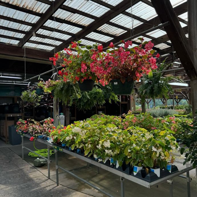 Inside a greenhouse, rows of flowering potted plants sit on metal tables below hanging baskets of vibrant pink begonias.
