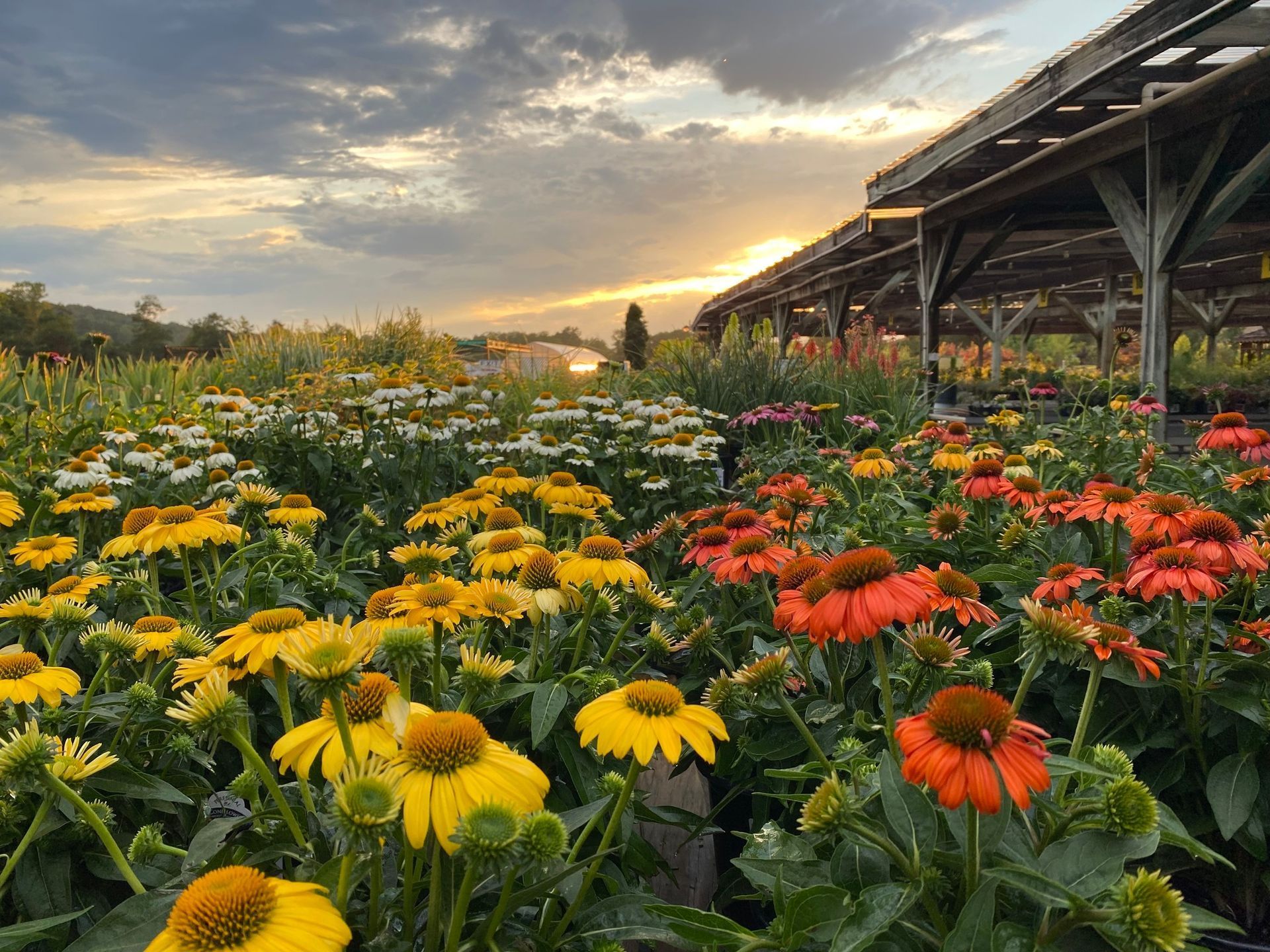 Burger Farm and Garden Center photo