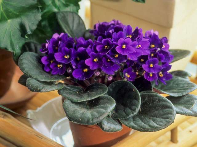 African violet